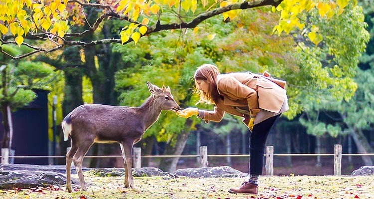 Hirsche im Nara-Park füttern